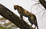 TANZANIA - Serengeti National Park - Leopardo - 13